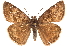  ( - BIOUG36861-D06)  @13 [ ] CreativeCommons - Attribution (2018) CBG Photography Group Centre for Biodiversity Genomics