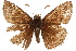  ( - BIOUG36861-D07)  @13 [ ] CreativeCommons - Attribution (2018) CBG Photography Group Centre for Biodiversity Genomics