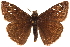  ( - BIOUG36861-D10)  @14 [ ] CreativeCommons - Attribution (2018) CBG Photography Group Centre for Biodiversity Genomics