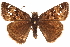  ( - BIOUG36861-D11)  @14 [ ] CreativeCommons - Attribution (2018) CBG Photography Group Centre for Biodiversity Genomics