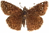  ( - BIOUG36861-D12)  @14 [ ] CreativeCommons - Attribution (2018) CBG Photography Group Centre for Biodiversity Genomics