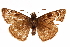  ( - BIOUG36861-E01)  @13 [ ] CreativeCommons - Attribution (2018) CBG Photography Group Centre for Biodiversity Genomics