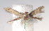  (Elachista brevis - DP09130)  @11 [ ] Copyright (2010) Unspecified Research Collection of W. and J. De Prins
