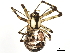  (Pityohyphantes subarcticus - 09-PROBE-08174)  @15 [ ] CreativeCommons - Attribution (2010) Unspecified Centre for Biodiversity Genomics