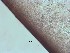  (Cryptonemia natalensis - jdup_2901)  @11 [ ] Copyright (2019) Unspecified Stellenbosch University