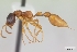  (Tetraponera grandidieri - CASENT0053869-D01)  @13 [ ] Unspecified (default): All Rights Reserved  Unspecified Unspecified