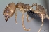  (Pheidole bemarivoensis - CASENT0107715-D01)  @13 [ ] Unspecified (default): All Rights Reserved  Unspecified Unspecified