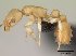  (Nesomyrmex fragilis - CASENT0107062-D01)  @13 [ ] Unspecified (default): All Rights Reserved  Unspecified Unspecified