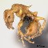  (Tetramorium severini - CASENT0053757-D01)  @13 [ ] Unspecified (default): All Rights Reserved  Unspecified Unspecified