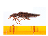  ( - Pforf1)  @13 [ ] Copyright (2013) Unspecified Specimen depository of the Graduate School of Natural Sciences, Nagoya City University