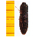  ( - Apru1)  @12 [ ] Copyright (2013) Unspecified Specimen depository of the Graduate School of Natural Sciences, Nagoya City University