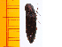  ( - Ayam5)  @13 [ ] Copyright (2013) Unspecified Specimen depository of the Graduate School of Natural Sciences, Nagoya City University