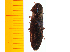  ( - Aori2)  @12 [ ] Copyright (2013) Unspecified Specimen depository of the Graduate School of Natural Sciences, Nagoya City University