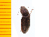  ( - Yaene1)  @12 [ ] Copyright (2013) Unspecified Specimen depository of the Graduate School of Natural Sciences, Nagoya City University