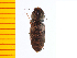 ( - Yaene1)  @13 [ ] Copyright (2013) Unspecified Specimen depository of the Graduate School of Natural Sciences, Nagoya City University