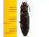  (Actenicerus nempta - Anem1)  @12 [ ] Copyright (2013) Unspecified Specimen depository of the Graduate School of Natural Sciences, Nagoya City University