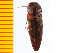  (Melanotus amamiensis - Mamaa1)  @12 [ ] Copyright (2013) Unspecified Specimen depository of the Graduate School of Natural Sciences, Nagoya City University