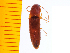  ( - Xkon1)  @14 [ ] Copyright (2013) Unspecified Specimen depository of the Graduate School of Natural Sciences, Nagoya City University