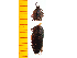  ( - Pnig1)  @12 [ ] Copyright (2013) Unspecified Specimen depository of the Graduate School of Natural Sciences, Nagoya City University
