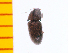  ( - Zalb1)  @12 [ ] Copyright (2013) Unspecified Specimen depository of the Graduate School of Natural Sciences, Nagoya City University