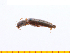  ( - Dnao1)  @13 [ ] Copyright (2013) Unspecified Specimen depository of the Graduate School of Natural Sciences, Nagoya City University