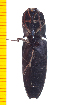  ( - Clarp1)  @12 [ ] Copyright (2013) Unspecified Specimen depository of the Graduate School of Natural Sciences, Nagoya City University