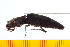 ( - Clarp1)  @12 [ ] Copyright (2013) Unspecified Specimen depository of the Graduate School of Natural Sciences, Nagoya City University