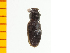  ( - Fyezt1)  @12 [ ] Copyright (2013) Unspecified Specimen depository of the Graduate School of Natural Sciences, Nagoya City University