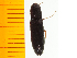  ( - Ayam1)  @12 [ ] Copyright (2013) Unspecified Specimen depository of the Graduate School of Natural Sciences, Nagoya City University