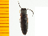  ( - Cnik1)  @13 [ ] Copyright (2013) Unspecified Specimen depository of the Graduate School of Natural Sciences, Nagoya City University