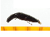  ( - Agig1)  @12 [ ] Copyright (2013) Unspecified Specimen depository of the Graduate School of Natural Sciences, Nagoya City University