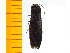  ( - Aori9)  @12 [ ] Copyright (2013) Unspecified Specimen depository of the Graduate School of Natural Sciences, Nagoya City University