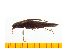  (Pectocera amamiinsulana - Pama1)  @13 [ ] Copyright (2013) Unspecified Specimen depository of the Graduate School of Natural Sciences, Nagoya City University