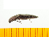  ( - Ayam2)  @13 [ ] Copyright (2013) Unspecified Specimen depository of the Graduate School of Natural Sciences, Nagoya City University