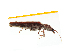  ( - Pforf10)  @13 [ ] Copyright (2013) Unspecified Specimen depository of the Graduate School of Natural Sciences, Nagoya City University