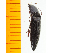  (Melanotus cete - Mcetc2)  @13 [ ] Copyright (2013) Unspecified Specimen depository of the Graduate School of Natural Sciences, Nagoya City University