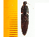  ( - Mcori2)  @12 [ ] Copyright (2013) Unspecified Specimen depository of the Graduate School of Natural Sciences, Nagoya City University
