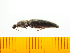  ( - Mcori2)  @13 [ ] Copyright (2013) Unspecified Specimen depository of the Graduate School of Natural Sciences, Nagoya City University