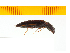  ( - Akid3)  @13 [ ] Copyright (2013) Unspecified Specimen depository of the Graduate School of Natural Sciences, Nagoya City University