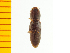  ( - Pfer1)  @12 [ ] Copyright (2013) Unspecified Specimen depository of the Graduate School of Natural Sciences, Nagoya City University