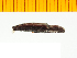  ( - Akia6)  @13 [ ] Copyright (2013) Unspecified Specimen depository of the Graduate School of Natural Sciences, Nagoya City University
