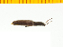  ( - Cobs1)  @12 [ ] Copyright (2013) Unspecified Specimen depository of the Graduate School of Natural Sciences, Nagoya City University