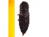  ( - Amiym1)  @12 [ ] Copyright (2013) Unspecified Specimen depository of the Graduate School of Natural Sciences, Nagoya City University