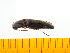  (Melanotus lewisi - Mlewl3)  @14 [ ] Copyright (2013) Unspecified Specimen depository of the Graduate School of Natural Sciences, Nagoya City University