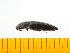  (Melanotus cribricollis - Mcrir1)  @13 [ ] Copyright (2013) Unspecified Specimen depository of the Graduate School of Natural Sciences, Nagoya City University