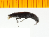  (Actenicerus taishu - Atai1)  @12 [ ] Copyright (2013) Unspecified Specimen depository of the Graduate School of Natural Sciences, Nagoya City University