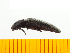  ( - Aohb1)  @13 [ ] Copyright (2013) Unspecified Specimen depository of the Graduate School of Natural Sciences, Nagoya City University