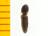  (Abelater - Apul1)  @13 [ ] Copyright (2013) Unspecified Specimen depository of the Graduate School of Natural Sciences, Nagoya City University