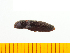 ( - Pfor1)  @12 [ ] Copyright (2013) Unspecified Specimen depository of the Graduate School of Natural Sciences, Nagoya City University
