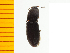  ( - Yaena1)  @12 [ ] Copyright (2013) Unspecified Specimen depository of the Graduate School of Natural Sciences, Nagoya City University